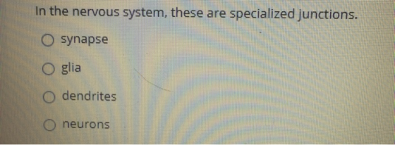 In the nervous system, these are specialized junctions. O synapse O glia dendrites O neurons
