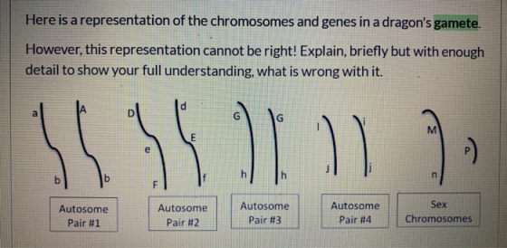 Here is a representation of the chromosomes and genes in a dragons gamete. However, this representation cannot be right! Exp