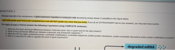 QUESTION 1 Choose two (2) of the mechanisms of gene expression regulation in eukaryotic cells denoted by arrows shown (7 poss