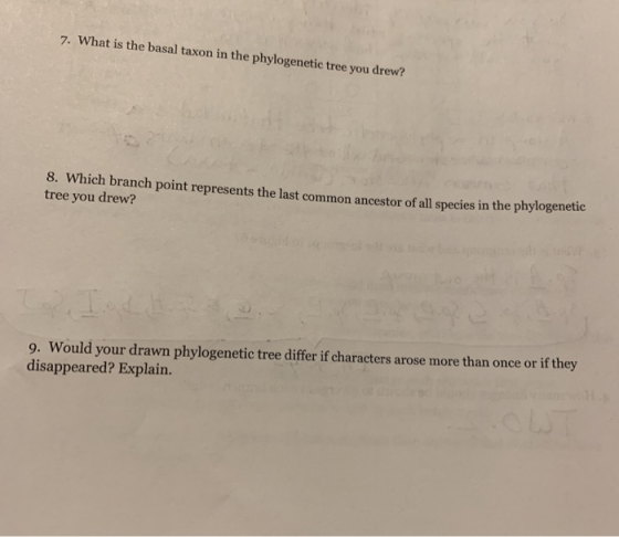 7. What is the basal taxon in the phylogenetic tree you drew? 8. Which branch point represents the last common ancestor of al