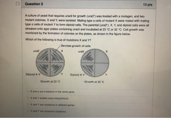 D Question 2 13 pts A culture of yeast that requires uracil for growth (ura3 ) was treated with a mutagen, and two mutant col