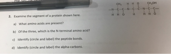 wN-C-C-N-C-C-N-C-Cw НН Examine the segment of a protein shown here. a) What amino acids are present? b) Of the three, which is the N-terminal amino acid? c) Identify (circle and label) the peptide bonds. d) Identify (circle and label) the alpha-carbons. НН 2.