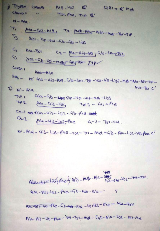 D Trypsin Cleaves Arg, Lys A CYBlwg o met cino • • T9, Phe, KP Q? N- Ala. Ti Ala-His-Avg T2 Met-Alaj-ASA-MA IN THE Sei. Tyr-V