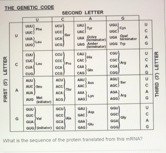 THE GENETIC CODE SECOND LETTER A G C UCU U UU Phe Uuc U UUA Leu uUG UAU Tyr UAC) Cys UGC UCC Ser UCA UAA (terminator) UGA ter