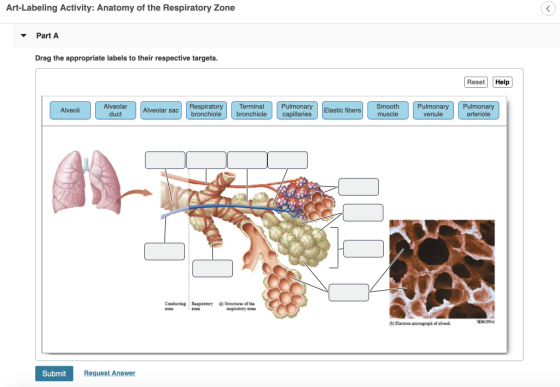 Art-Labeling Activity: Anatomy of the Respiratory Zone Part A Drag the appropriate labels to their respective targets. Reset