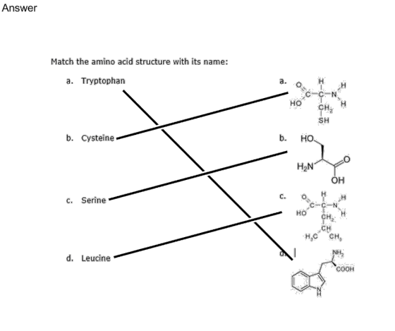 Answer Match the amino acid structure with its name: a. Tryptophan C-C-N HO CH SH b. HO b. Cysteine H2N OH C. O c. Serine Ho 앤 Hc CH d. Leucine COOH