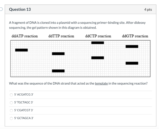 Question 13 4 pts A fragment of DNA is cloned into a plasmid with a sequencing primer-binding site. After dideoxy sequencing,