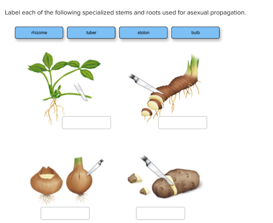 Label each of the following specialized stems and roots used for asexual propagation. rhizome tuber stolon bulb