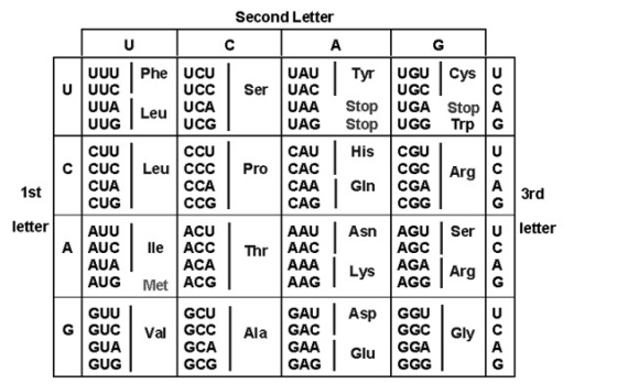 Second Letter A Tyr Ser UUU UUC UUA UUG CUU c|CỤC CUA CUG Phe UCU UCC UCA Leu UCG CCU Leu CCC CCA CCG UAU UAC UAA UAG CAU CAC