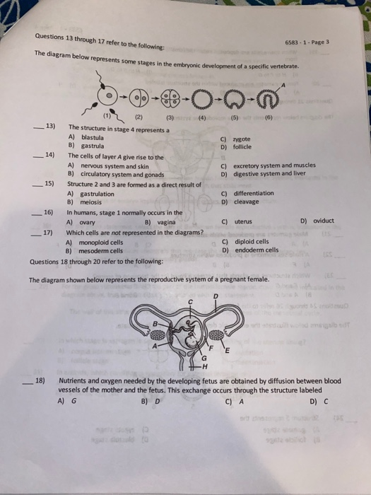 Questions 13 through 17 refer to the following: 6583 - 1 - Page 3 The diagram below represents some stapes in the mornic deve