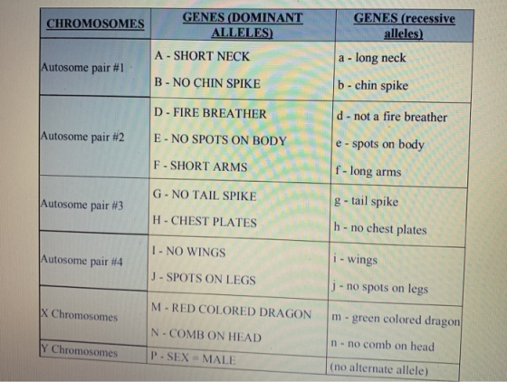 CHROMOSOMES GENES (DOMINANT ALLELES) A - SHORT NECK GENES (recessive alleles) a - long neck Autosome pair #1 B - NO CHIN SPIK