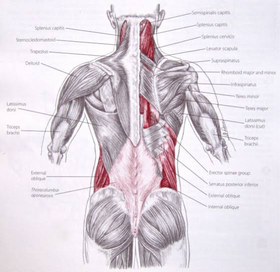 Semispinalis capitis -Splenius capitis Splenius capitis - -Splenius cervicis Sternocleidomastoid- Trapezius - Levator scapula