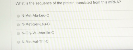 What is the sequence of the protein translated from this mRNA? N-Met-Ala-Leu-C N-Met-Ser-Leu-C N-Gly-Val-Asn-Ile-C N-Met-Val-