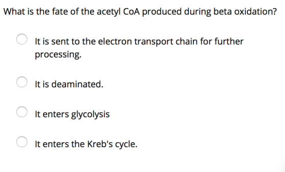 What is the fate of the acetyl CoA produced during beta oxidation? O It is sent to the electron transport chain for further p