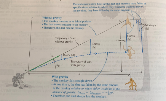 Dashed arrows show how far the dart and monkey have fallen at specific times relative to where they would be without gravity. At any time, they have fallen by the same amount. Without gravity The monkey remains in its initial position . The dart travels straight to the monkey. Therefore, the dart hits the monkey. Monkeys fall Darts Trajectory of dart without gravity d tan An : fall Darts fall 「Darts fall. _-T-- Trajectory of dart with gravity With gravity The monkey falls straight down. At any time t, the dart has fallen by the same amount as the monkey relative to where either would be in the absence of gravity. Δydar-Aymonkey gt . Therefore, the dart always hits the monkey