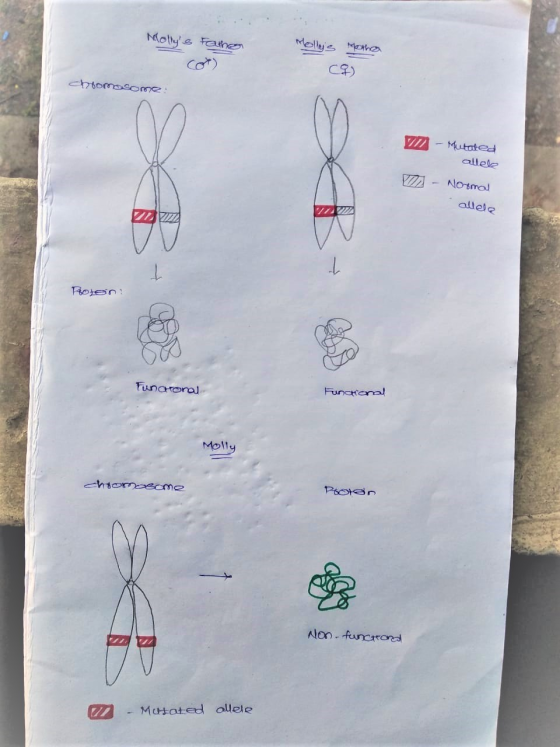 Mollys Father Mollys mother ca) chomosome: - Mutated allele A VA - NO- Bo allele DU V Toon: Funcional Functional Molly chro