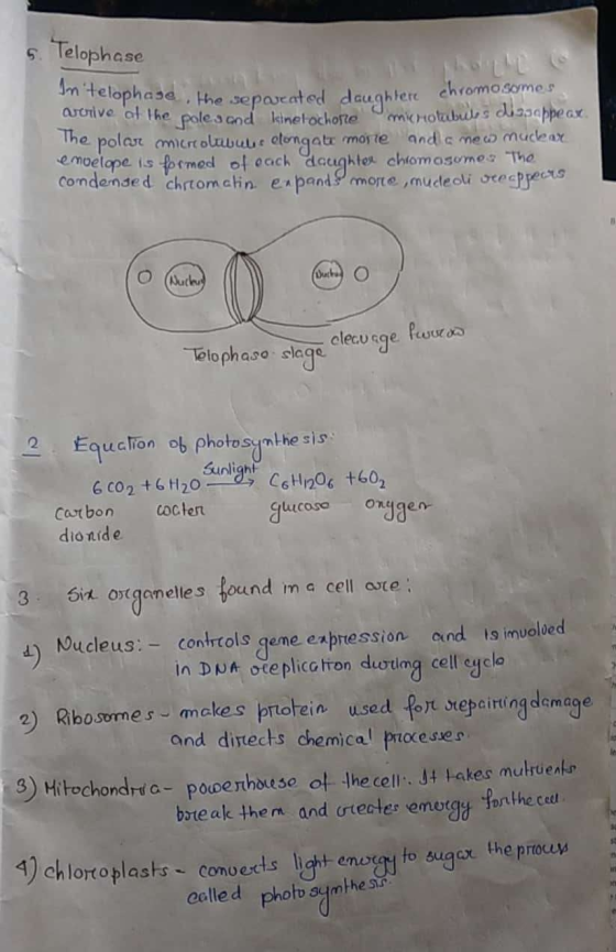 5. Telophase Felophase, the separated daughtere chromosymes otive of the pole sood kinelochorte microtubules dissappeax The p