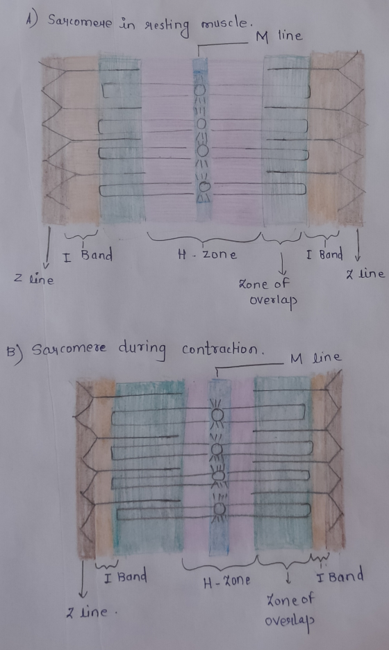 A) Sarcomene in resting muscle M line MOZEOEOEEDS m I Band Z line H-zone II Band Z line Zone of overlap B) Saucomere during c