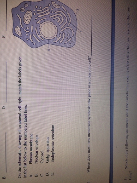On the schematic drawing of an animal cell right,