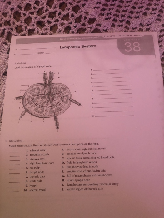 Heviewo PractCOOL Lymphatic System 38 Labeling Lahed the structure of a lymph node 3. Matching Match each structure listed on