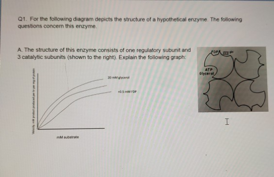 Q1. For the following diagram depicts the structure of a hypothetical enzyme. The following questions concern this enzyme. A.