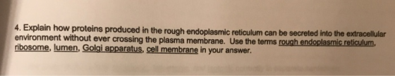 4. Ex plain how proteins produced in the rough endoplasmic reticulum can be secreted into the extracellular environment without ever crossing the plasma membrane. Use the terms rough endoplasmic reticulum ribosome, lumen, Golgi apparatus, cell membrane in your answer.
