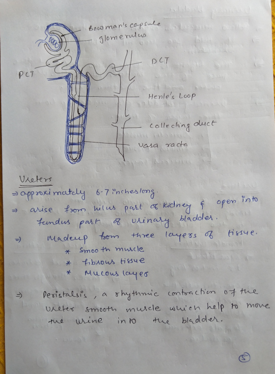 Bowmans capsule olunur allt glomerulus - DCT PLT 1 Henles Loop - colleching duct vasa racta Vreters - approximately 6-7 inc