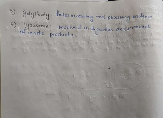 91945 moval 5 golgibody: helps in sorting md processing proteins 6) lysosome: - imuolued in digestion and seen of waste produ