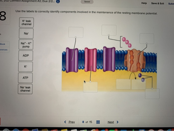 SL 202 Connect Assignment #2: Due 2/2... i Saved Help Save & Exit Sub Use the labels to correctly identify components involve
