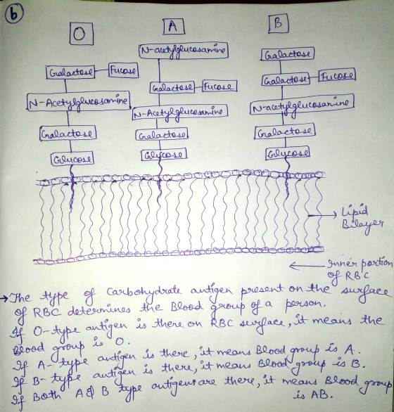 10 A B (N-acetyl glucosamine [Galactose Galactosefucose IN-Acetylglucosamine Galactose Fucose] N-Acetyl glucosamine [Galactos
