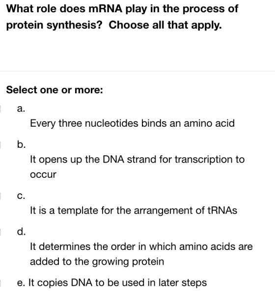 What role does mRNA play in the process of protein synthesis? Choose all that apply. Select one or more: Every three nucleoti