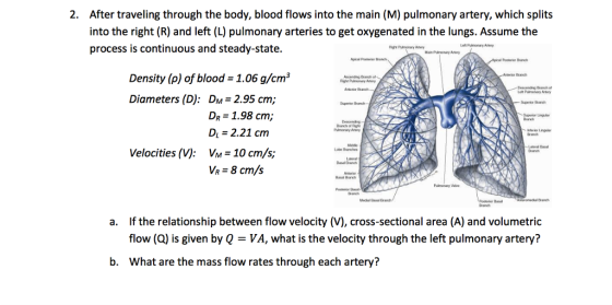 2. After traveling through the body, blood flows into the main (M) pulmonary artery, which splits into the right (R) and left (L) pulmonary arteries to get oxygenated in the lungs. Assume the process is continuous and steady-state. Density (p) of blood 1.06 g/cm3 Andending Branch Diameters (D): DM 2.95 cm; Superior Bench Branch DR 1.98 cm DL 2.21 cm Pulmonary Aniry Velocities (V): V 10 cm/s VR -8 cm/s Basal umedalBanch Pesteror Basal a. If the relationship between flow velocity (V), cross-sectional area (A) and volumetric flow (Q) is given by Q VA, what is the velocity through the left pulmonary artery? b. What are the mass flow rates through each artery?