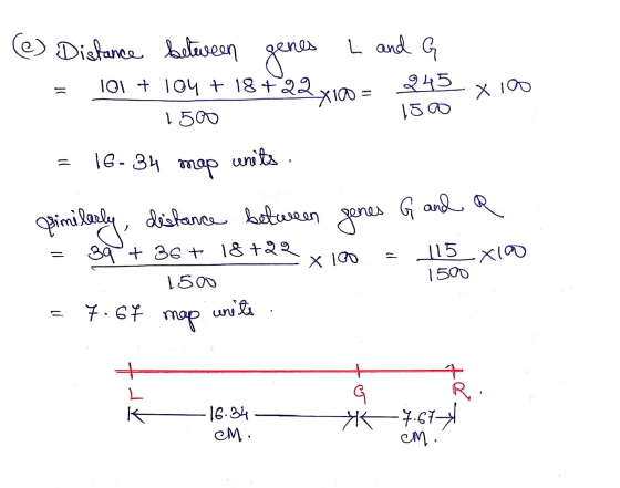 1500 mm (@) Distance between genes L and G = 101 + 104 + 18+22x10= 245 x 100 1500 = 16-34 map units similarly, distance betwe