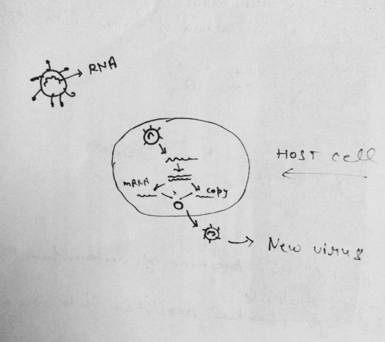 RNA