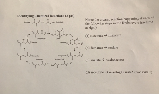 Identifying Chemical Reactions (2 pts) Name the organic reaction happening at each of the following steps in the Krebs cycle
