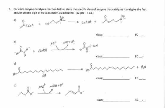 5. For each enzyme-catalyzes reaction below, state the specific class of enzyme that catalyzes it and give the first and/or s
