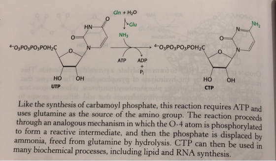 GIn + H20 Glu HN NH3 4-O3PO3PO3POH2 o,po,Po,POH2 ATP ADP но UTP OH но CTP он Like the synthesis of carbamoyl phosphate, this reaction requires ATP and uses glutamine as the source of the amino group. The reaction proce through an analogous mechanism in which the O-4 atom is phosphorylated to form a reactive intermediate, and then the phosphate is displaced b ammonia, freed from glutamine by hydrolysis. CTP can then be used in many biochemical processes, including lipid and RNA synthesis eds