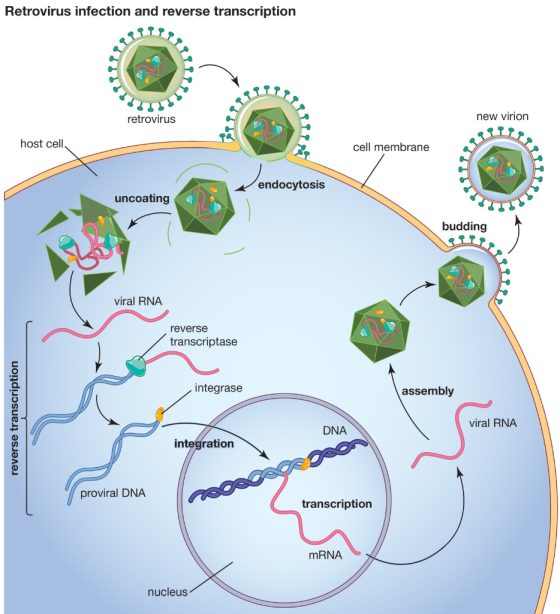 Retrovirus infection and reverse transcription retrovirus new virion host cell cell membrane endocytosis uncoating ITS buddin