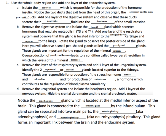 1. Use the whole-body region and add one layer of the endocrine system a. Isolate thepancreas which is responsible for the production of the hormone pancreatic ducts. Add one layer of the digestive system and observe that these ducts b. Remove the digestive system and isolate the thvroid gland which secretes insulin. Notice the two ducts that exit from the head of this organ, the accessory and the main secrete their pancreatic fluid into the duodenumof the small intestine. hormones that regulate metabolism (T3 and T4). Add one layer of the respiratory system and observe that this gland is located inferior to the laryngeal thyroid artilage and superior to the lungs. Rotate the gland to observe the posterior side of the gland Here you will observe 4 small pea-shaped glands called the_parathyroidglands. These glands are important for the regulation of the mineral calcium. Overproduction of parathyroid hormone leads to a condition called hyperparathyroidism in which the levels of this minera Increase Remove the layer of the respiratory system and add 1 layer of the urogenital system Identify the 2 suprarenal_or_adrenal glands located superior to the kidneys These glands are responsible for production of the stress hormones_cortisol c. nd adrenaline and for production of aldosterone a hormone which contributes to the regulation of blood plasma osmolarity d. Remove the urogenital system and isolate the head/neck region. Add 1 layer of the nervous system. Hide the cranial dura mater and the cranial arachnoid mater. Notice the hypothalamusgland which is located at the medial inferior aspect of the brain. This gland is connected to thepituitary gland gland can be separated into two main parts, the anterior pituitary adenohypophysis) and_posterior pituitary (aka neurohypophysis) pituitary. This gland forms an important link between the brain and the endocrine system by the infundibulum. This