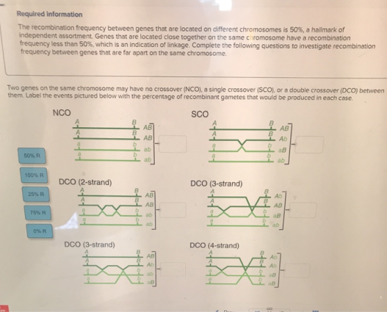 Required information The recombination frequency between genes that are located on different chromosomes is 50%, a hallmark o