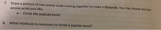 Draw a picture of two amino acids coming together