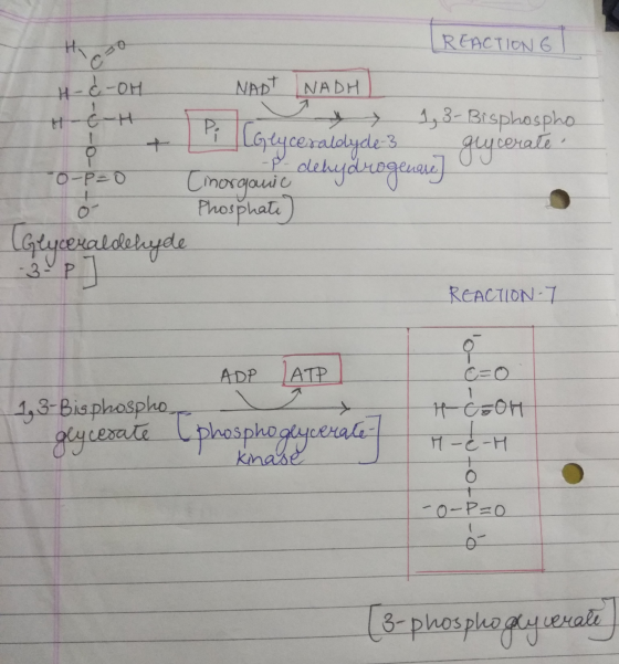 REACTIONG Pop Cotyceratelydenis H-&-OH NAD NADHI H-6-H etc. V 13 3- Bisphospho glycerate. -o-P=0 Tinorganic dehydrogenase] o