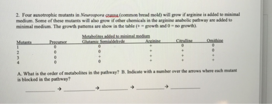 2. Four auxotrophic mutants in Neurospora crassa.(common bread mold) will grow if arginine is added to minimal medium. Some o