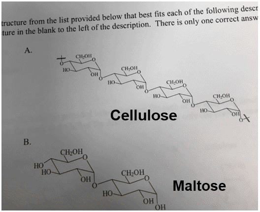ructure from the list provided below that best fits each of the following descr ture in the blank to the left of the description. There is only one correct answ A. CH OH но CH OH 0 HO CH OH HO CH OH он Cellulose 110 B. H2OH HO но CH2OH он Maltose но OH он