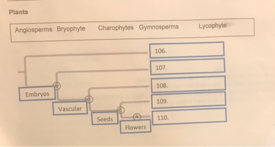 Plants Lycophyte Angiosperms Bryophyte Charophytes Gymnosperms 106. 107. 108. Embryos 109. Vascular Seeds 110. Flowers