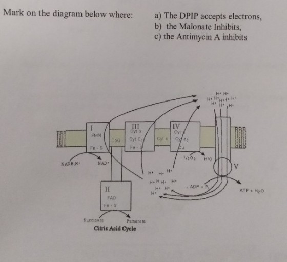 Mark on the diagram below where: a) The DPIP accepts electrons, b) the Malonate Inhibits, c) the Antimycin A inhibits IV Cyr Cyt b FMN Fe s NADH,H NAD H* H. H. ?ADP + P ATP H2O H- FAD Fe-s Succinote Fumarate Citric Acid Cycle