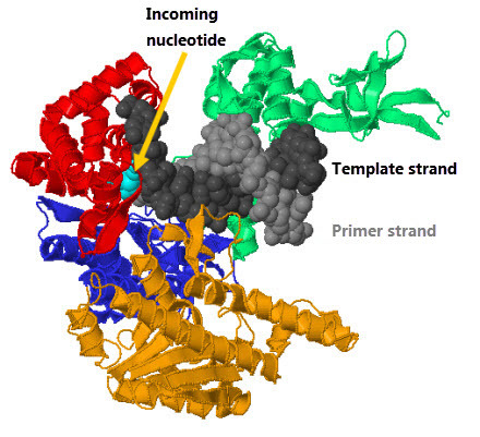Incoming nucleotide Template strand Primer strand