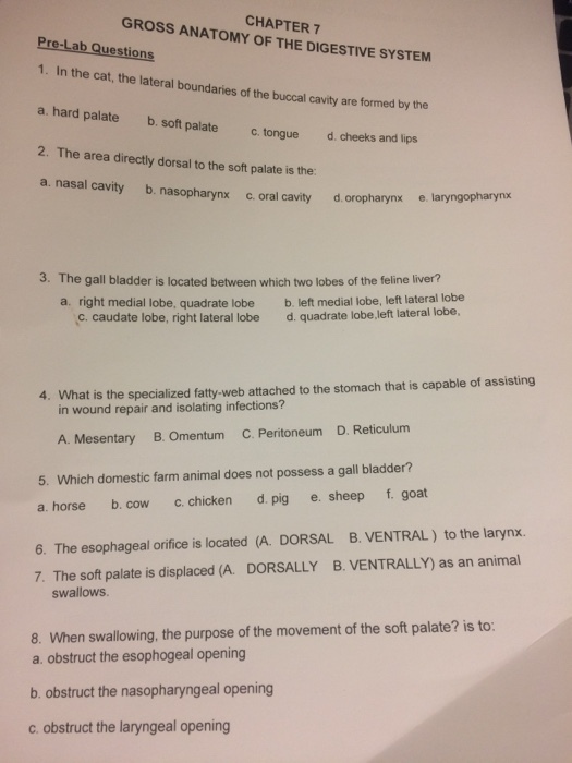 GROSS ANATOMY OF THE DIGESTIVE SYSTEM CHAPTER7 Pre-Lab Questions 1. In the cat, the lateral boundaries of the buccal cavity are formed by the a. hard palate b. soft palate c. tongue d.cheeks and lips 2. The area directly dorsal to the soft palate is the a. nasal cavity b. nasopharynx c. oral cavity d. oropharynx e laryngopharynx 3. The gall bladder is located between which two lobes of the feline liver? a. right medial lobe, quadrate lobe b. left medial lobe, left lateral lobe , caudate lobe, right lateral lobe d. quadrate lobe-left lateral lobe. 4. What is the specialized fatty-web attached to the stomach that is capable of assisting in wound repair and isolating infections? A. Mesentary B. Omentum C. Peritoneum D.Reticulum 5. Which domestic farm animal does not possess a gall bladder? a. horse b. cow c. chicken d. pig e. sheep f. goat 6. The esophageal orifice is located (A. DORSAL B. VENTRAL) to the larynx. 7. The soft palate is displaced (A. DORSALLY B. VENTRALLY) as an animal swallows. 8. When swallowing, the purpose of the movement of the soft palate? is to: a. obstruct the esophogeal opening b. obstruct the nasopharyngeal opening C. obstruct the laryngeal opening