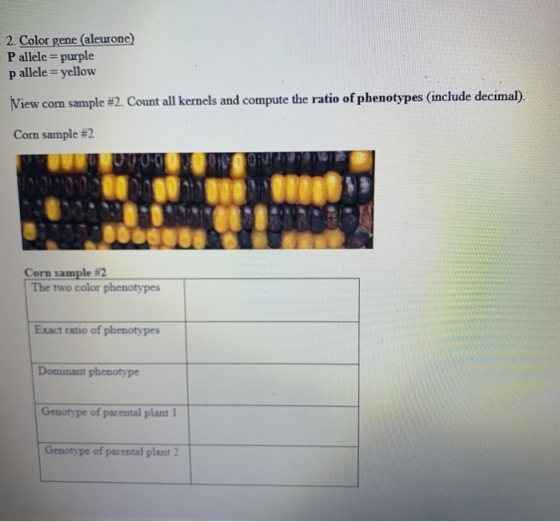 2. Color gene (aleurone) Pallele = purple p allele =yellow View com sample #2. Count all kernels and compute the ratio of phe