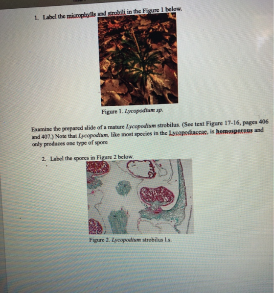1. Label the microphylls and strobili in the Figure 1 below. Figure 1. Lycopodium sp. Examine the prepared slide of a mature